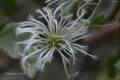 Clematis wightiana